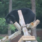 #Moonbearmonday: Irwin Jnr is headed for the top