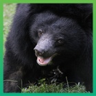Go deeper with our vets and see inside rescued moon bear Isabella