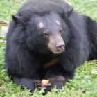 Ravenous rescued bears’ appetite for life sees them eat up to 5.5 metric tonnes a week