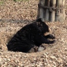 Rescued moon bears go nest crazy