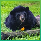 Thousands of animals including moon bear Jeanne have found sanctuary thanks to the compassion of Marchig Animal Welfare Trust