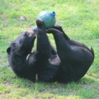 #Moonbearmonday: Jenoe’s simple pleasures