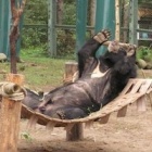 #Moonbearmonday: Jigsaw’s puzzling behaviour