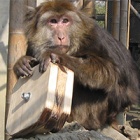 Tibetan macaque John trains to participate in his own veterinary care at our China Bear Rescue Centre