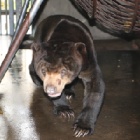 Rescued sun bear can now see his future freedom, fun and friends