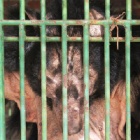 Bald and nearly broken but this cage held a bear with an incredible heart