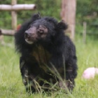 VIDEO: Watch Kay “the most beautiful bear in the world” beat her demons