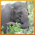 Recently rescued elephant Kham Phanh is loving sanctuary life!