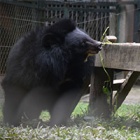 Sun shines on recently rescued moon bear for first time after 13 years of cruelty