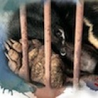 Campaign to stop illegal bear bile exports from China to Korea