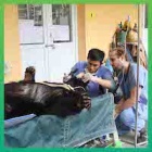 BEAR RESCUE: Young moon bear rescued from Vietnam bile farming hotspot with just 12 hours’ notice