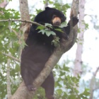Sun bear was devastated when best friend died but now she’s fighting back