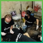 Animals Asia rescues the last three bile bears in Lang Son province