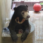 Glorious sun bear cub arrives at Vietnam sanctuary