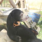 Sun bear orphan studies social behaviours from carers