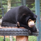 Miomojo Cub House: The tragic sign which shows this orphaned bear will always miss her mum