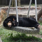 Miomojo Cub House: How rescued sun bear orphans spent the weekend