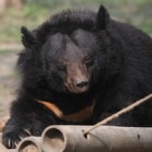 Rescued from a bile farm – now it’s Longo’s sight that’s being saved