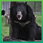 Together, we are making Moon Bear Day 2020 the biggest and best yet!