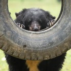 The photos that show bears can enjoy new lives after bile farms