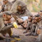 In macaque society, friends are wealth and increase chances of a long happy life