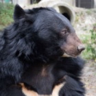 Farewell Maggie: Rescued moon bear sleeps forever under the stars after losing battle with sudden illness