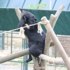 Moon bear Maggie is singing in the rain