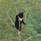 The six bears who REALLY run our sanctuaries