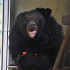Blind bear can’t see the outside world is waiting for her, even as her friends play on the grass