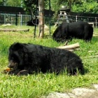 Moon bears Mekong, Newtie and blind Mai grow in courage but still haven’t found their tribe