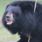 Rescued bear needed one simple toy to make her afternoon perfect