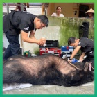 A week after the rescue of moon bear Paddington, Marmalade is rescued from another bile farm