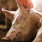 Animals Asia challenges China to try “Meatless Mondays”