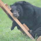 Vietnam's Mini Moon Bear Move