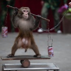 Why animals should not be in circuses