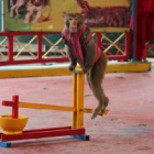 Hanoi Zoo closes its animal circus - join Animals Asia in saying THANK YOU