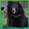 Moon Bear Day - why the sun must shine and the moon allowed to glow