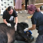 Pain is over: Moon bear successfully rescued after years of abuse on bile farm in Vietnam