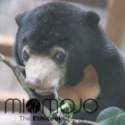 Miomojo Cub House: From tiny cub to teenage birthday bear – watch rescued sun bear orphan turn three