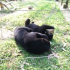 These orphaned bears had the worst start to life – but look at them now