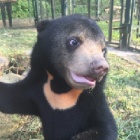 The video that proves even an orphaned bear cub can be happy again