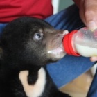 Trafficked bear cub found in backpack now safe in sanctuary