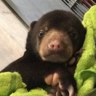 Rescued bear cub learns to walk in quarantine