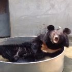 A year on – look at the Nanning bears now