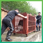 Animals Asia brings 101 bears home in largest ever operation of its kind