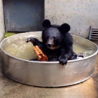 Safeguarding the future of the Nanning bears