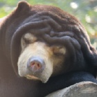 How did rescued bears spend the holidays?