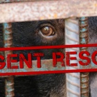 BREAKING: Rescue of five moon bears happening right now in Vietnam