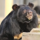 Five steps from bile farm to freedom for rescued bears