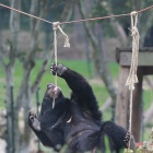 Three years after their rescue - these incredible bears are reaching new heights